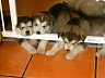 Pups 32.jpg